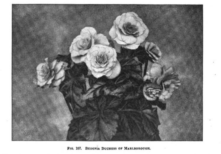 B. ‘Duchess of Marlborough’